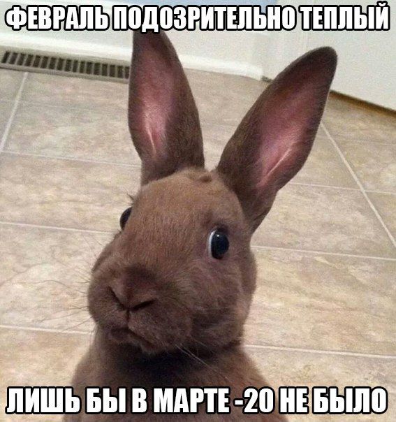 Порция картинок