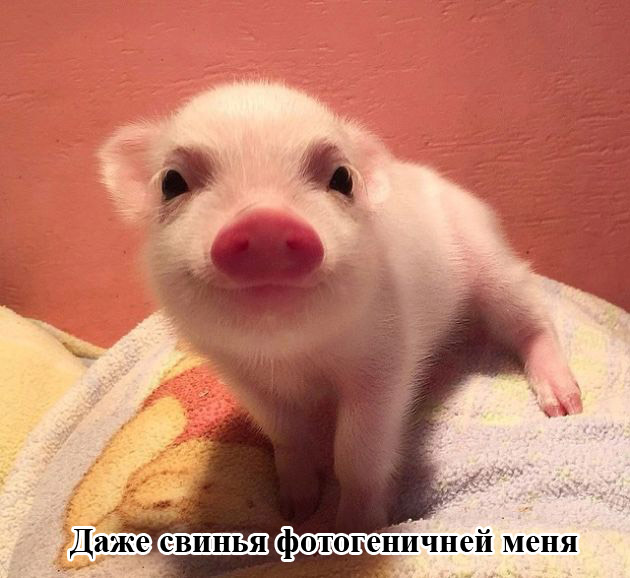 Порция картинок