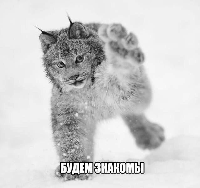 Прикольные картинки