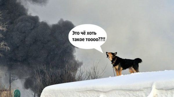 Прикольные картинки (117 фото)