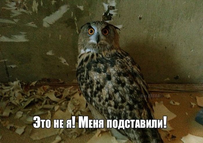 Порция картинок