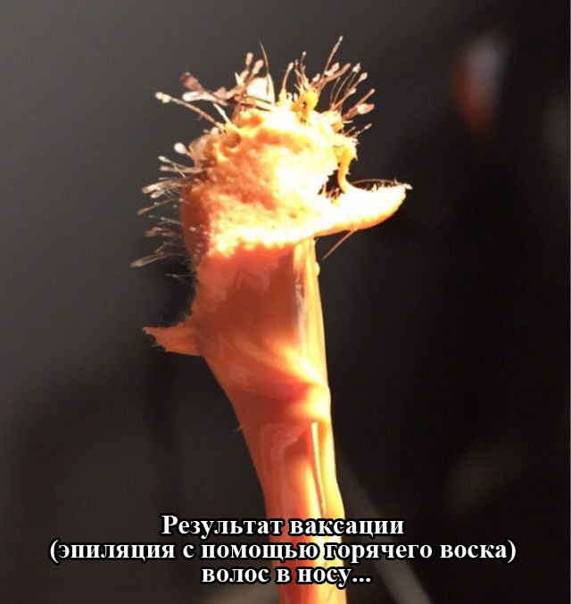 Порция картинок