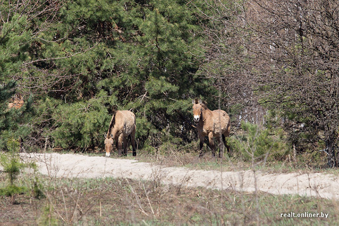 Чернобыль – город, где не будет детей