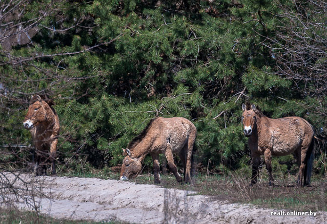 Чернобыль – город, где не будет детей
