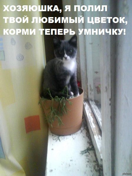 Порция картинок