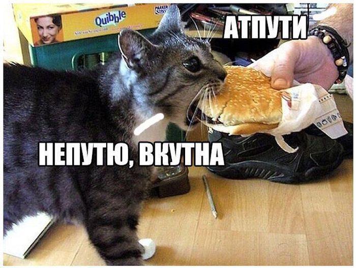 Прикольные картинки