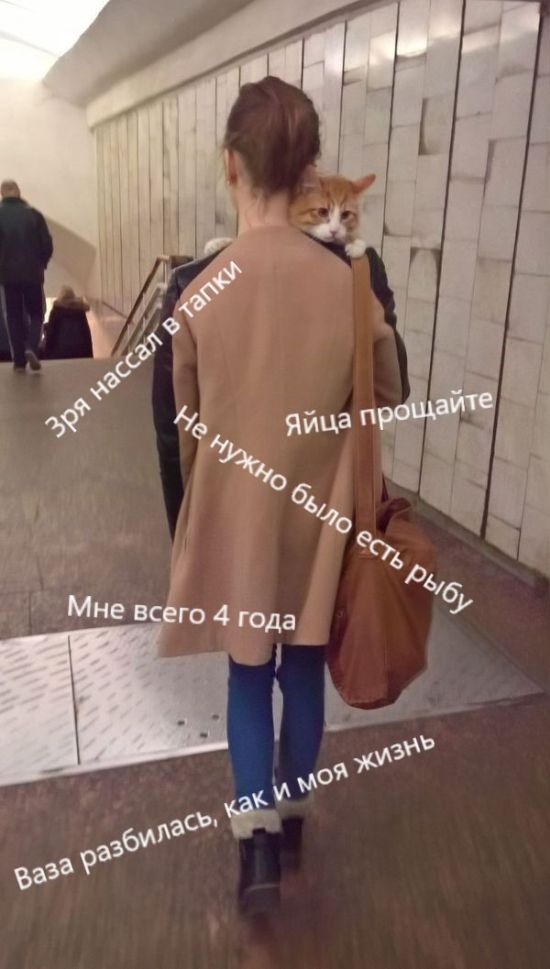 Прикольные картинки