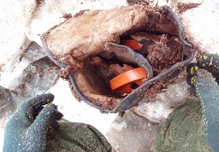 В болотах Новгородской области обнаружили останки двух членов экипажа советского бомбардировщика ДБ-3
