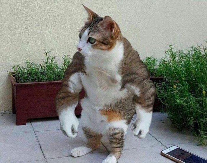 Немыслимые изображения, созданные в фотошопе