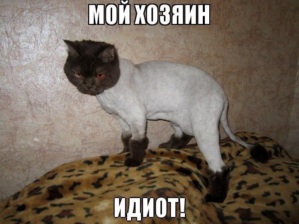 Прикольные картинки (73 фото)