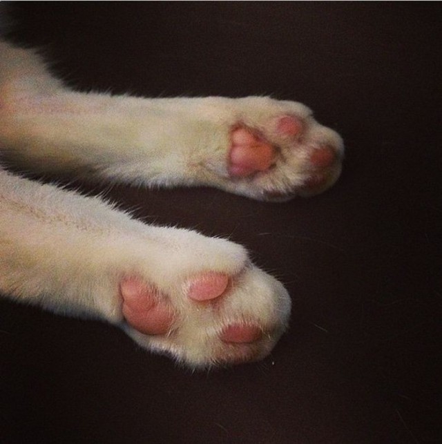 Кошка-инвалид по кличке Ру стала новой звездой Instagram
