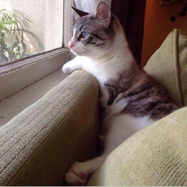 Кошка-инвалид по кличке Ру стала новой звездой Instagram