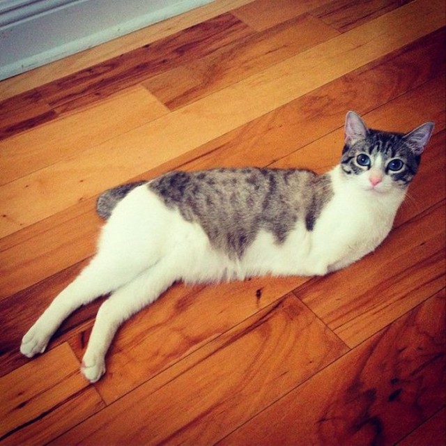 Кошка-инвалид по кличке Ру стала новой звездой Instagram