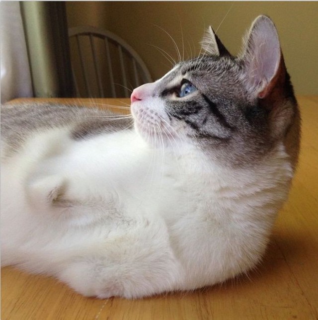 Кошка-инвалид по кличке Ру стала новой звездой Instagram