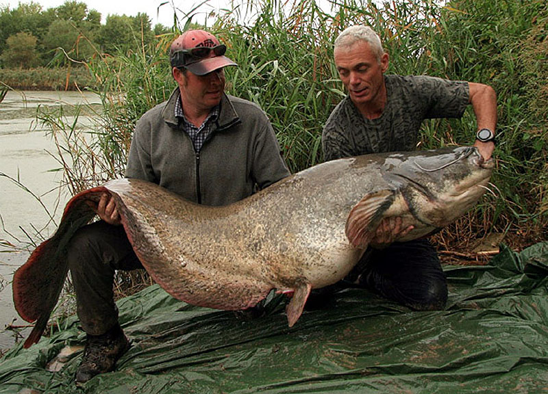 20 самых удивительных речных монстров