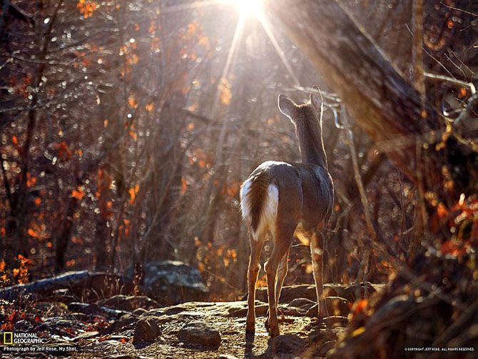 Лучшие фотографии National Geographic за июнь 2013
