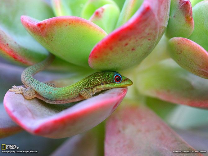 Лучшие фотографии National Geographic за июнь 2013