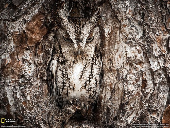 Лучшие фотографии National Geographic за июнь 2013
