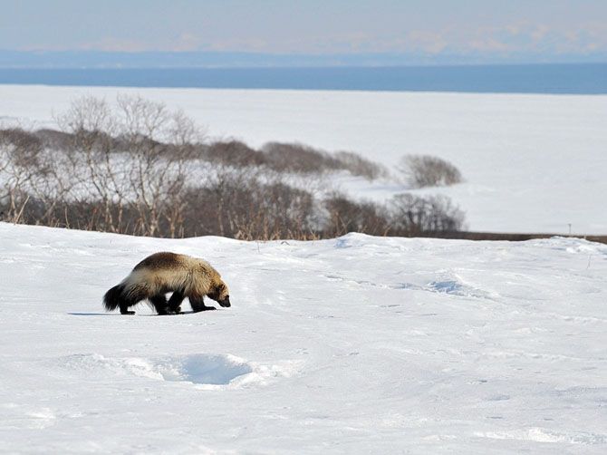 Лучшие фотографии National Geographic за июнь 2013