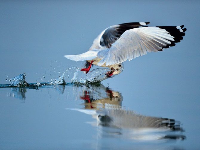 Лучшие фотографии National Geographic за июнь 2013