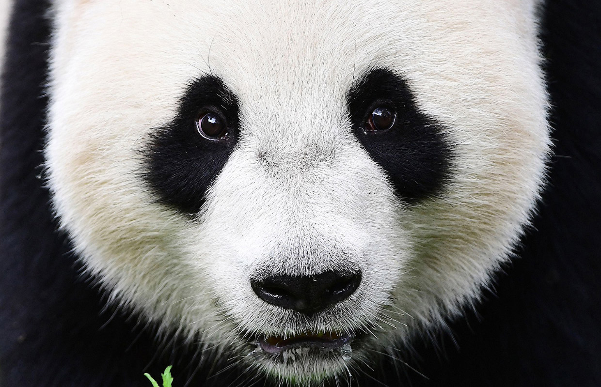 Фотографии животных разных стран Фотографии животных разных стран