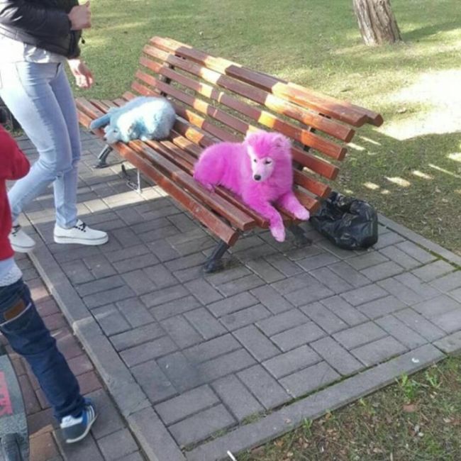 Под Геленджиком спасли розовых собак уличных фотографов