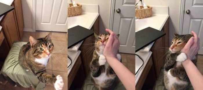 Прикольные картинки