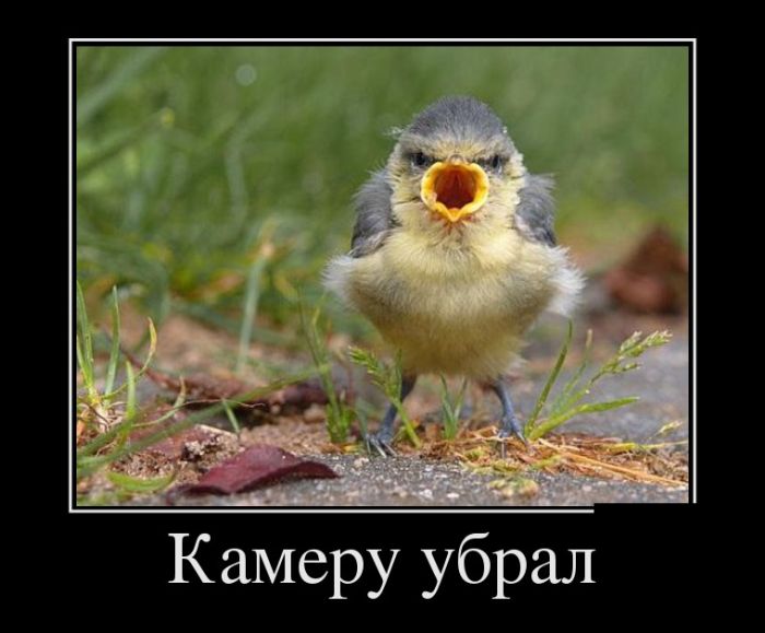 Демотиваторы