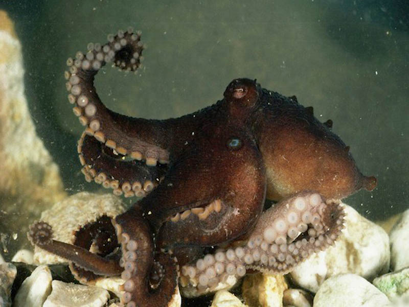 10 фактов о «животном» сексе 10 фактов о «животном» сексе