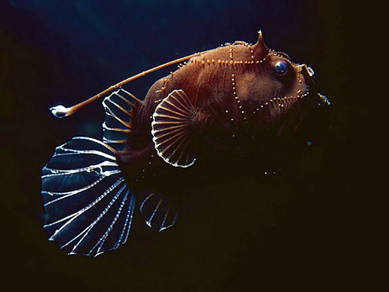 10 фактов о «животном» сексе 10 фактов о «животном» сексе