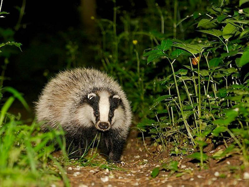 10 фактов о «животном» сексе 10 фактов о «животном» сексе