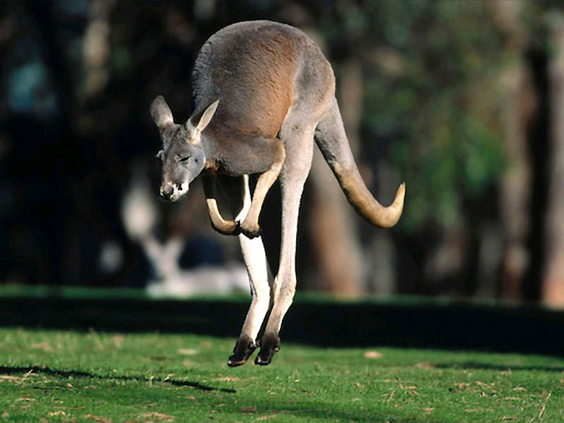 10 фактов о «животном» сексе 10 фактов о «животном» сексе