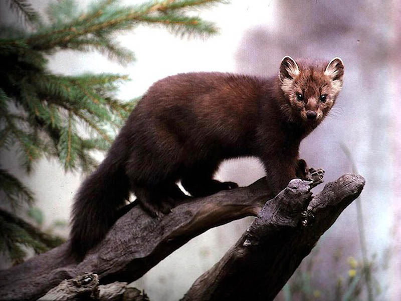 10 фактов о «животном» сексе 10 фактов о «животном» сексе