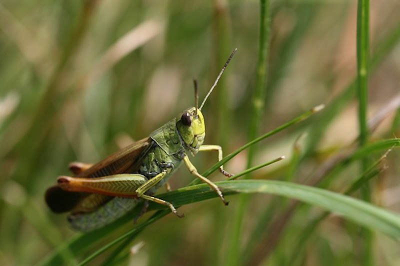 10 фактов о «животном» сексе 10 фактов о «животном» сексе