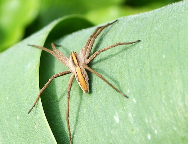 10 фактов о «животном» сексе 10 фактов о «животном» сексе