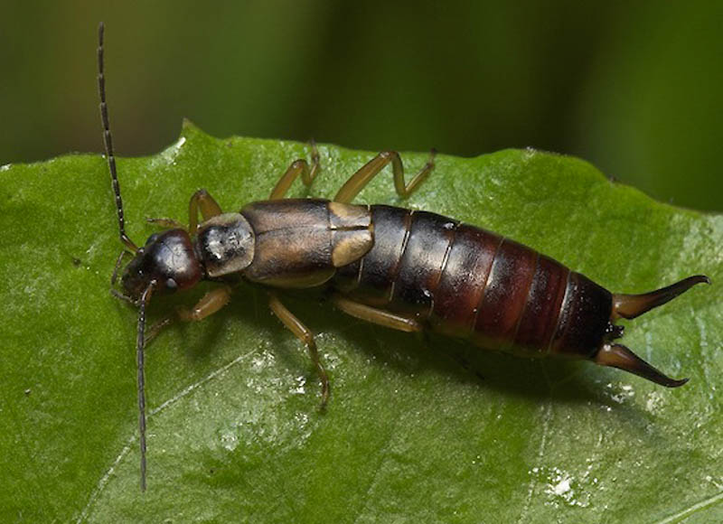 10 фактов о «животном» сексе 10 фактов о «животном» сексе