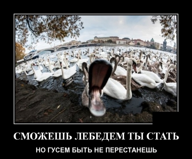 Демотиваторы