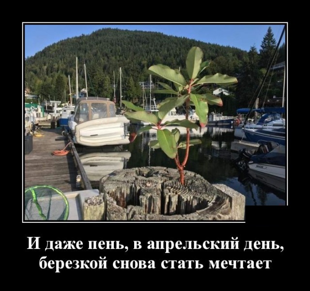 Демотиваторы