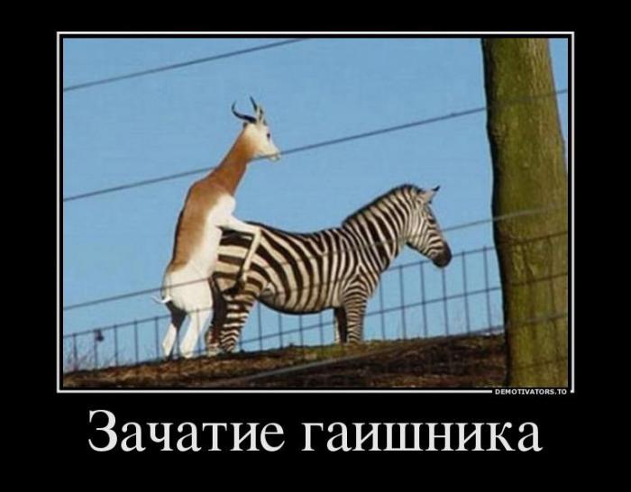 Демотиваторы (30 фото)