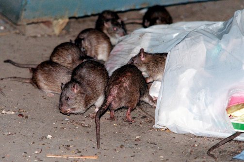 14 минусов Нью-Йорка и 5 вещей, ради которых эти минусы можно стерпеть