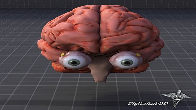 Факты о глазах