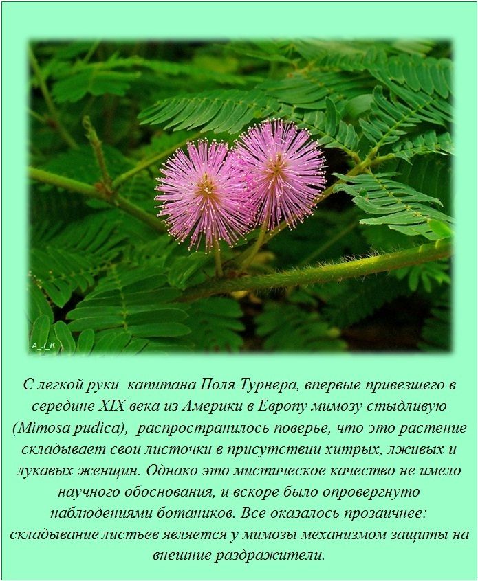 Факты в картинках