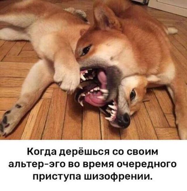 Прикольные картинки