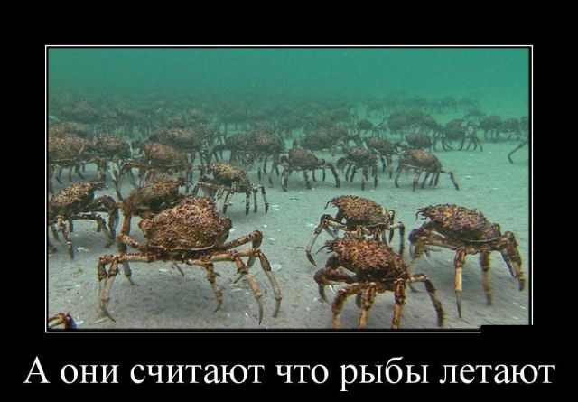 Демотиваторы