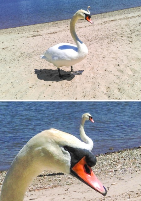 Вещи, которые с легкостью вводят в заблуждение