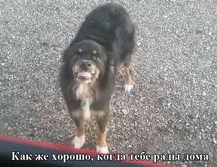 Порция картинок
