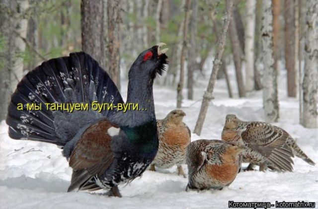 Лучшие котоматрицы недели