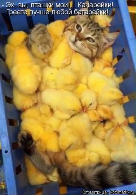 Лучшие котоматрицы недели