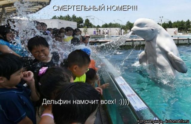 Лучшие котоматрицы недели