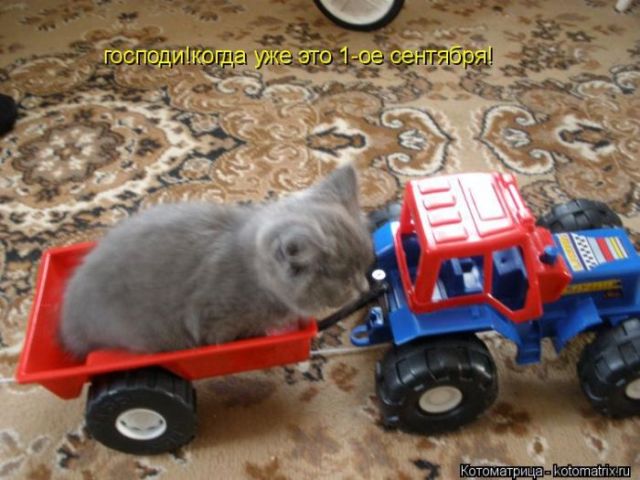 Лучшие котоматрицы недели